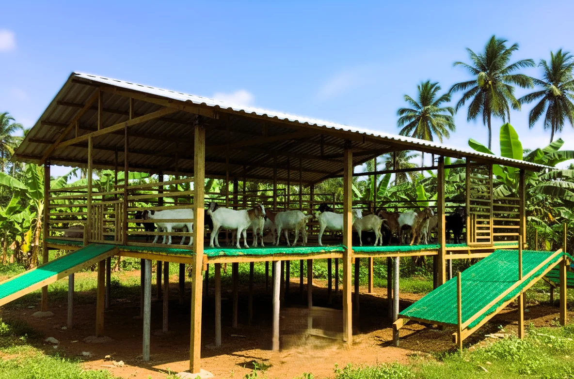 Goat Farming Machine Goat Farming in India – Learn & Buy Equipment | Goat Farm India
